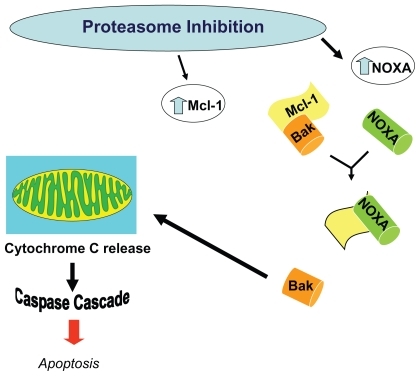 Figure 8 Alteration in levels of Mcl-1 and NOXA results in apoptosis. Proteasome inhibiton increases levels of the proapoptoic factor NOXA, which then can override the concurrent increase in the anti-apoptic factor Mcl-1, thereby inducing the activation of caspases, and resulting in apoptosis.