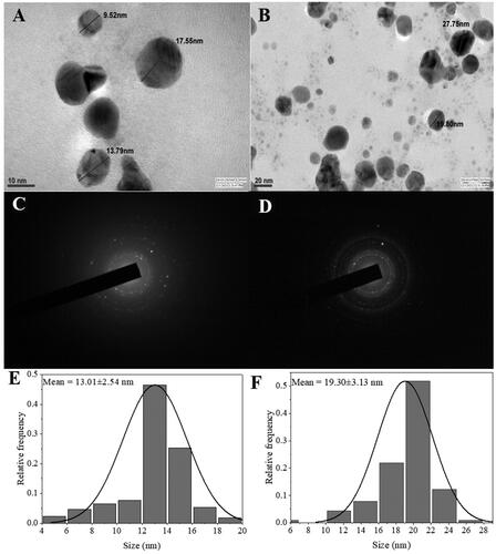 Figure 5. Transmission electron microscopy images of biosynthesized silver nanoparticles (AgNPs) from A. indica leaves (A) and bark (B). Selected area electron diffraction pattern showing multiple diffraction rings indicating polycrystalline nature of AgNPs leaves (C) and bark (D). Particles size distribution of the AgNPs leaves (E) and bark (F).