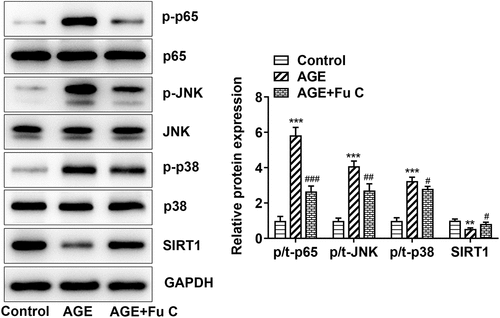 Figure 5. Fumitremorgin C inhibits the expression of NF-KB/MAPK signal by activating SIRT1. The proteins in NF-KB/MAPK signal were measured in AGE-induced SW1353 cells pretreated with fumitremorgin C. ***P < 0.001 Versus Control. #P < 0.05, ##P < 0.05, ###P < 0.001 Versus AGE. Fu C: Fumitremorgin C.