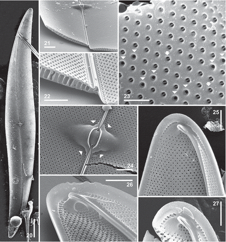 Fig. 20–27. Pleurosigma guarreranum from the Gulf of San Matías: isotype material, Piedras Coloradas (Figs 20, 23–25, 27); paratype material, Las Grutas (Figs 21, 22, 26). Internal views, SEM. 20. Valve showing saddle-shaped central area. 21. Valve broken and tilted showing raphe sternum and central area. 22. Detail of Fig. 21, showing raphe sternum bordered by a row of small areolae. 23. Circular pores (probably occluded by hymenes) crossed by a recessed bar (arrows). Note the pairs of pores lacking the central bar (arrowheads). 24. Detail of the saddle-shaped central area showing central bars surrounding the central nodule. Arrowheads show lateral excavations of the stauros-like structure. 25–27. Valve apex showing polar endings finishing in helictoglossae bordered by an unperforate area; note also the discontinuous row of apical slits (Fig. 27). Scale bars = 50 µm (Fig. 20), 10 µm (Fig. 21); 5 µm (Figs 22, 24, 25, 27) and 2 µm (Figs 23, 26).