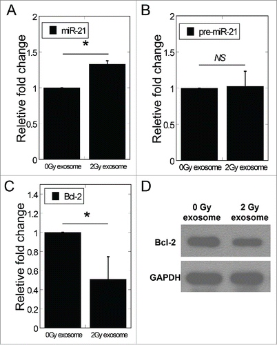 Figure 3. Exosomes mediated the change of miR-21 expression levels in bystander cells. (A) MiR-21 expression in bystander MRC-5 cells after co-cultured with exosomes isolated from 0 and 2 Gy conditioned medium. (B) The expression of pre-miR-21 in bystander cells treated with exosomes isolated from 0 Gy or 2 Gy conditioned medium. (C) The mRNA expression of Bcl−2 in bystander cells 24 h after co-cultured with exosomes isolated from 0 Gy or 2 Gy conditioned medium. (D) Bcl-2 protein expression by Western blotting assay in bystander cells 24 h after co-cultured with exosomes isolated from 0 Gy or 2 Gy conditioned medium. β-actin, loading control. Error bars represent means ± standard error of 3 biological replicates and the superscript (*) denote a significant difference between groups (P < 0.05) as determined by Student's t test.