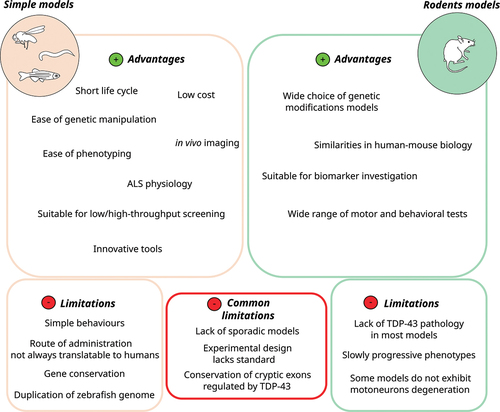 Figure 3. Advantages and limitations of simple models (zebrafish, C. elegans and Drosophila) and rodent models for the translational research of new therapeutics for ALS.