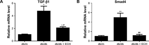 Figure 7 ECH inhibits the renal TGF-β1/Smad signaling pathway in db/db mice.