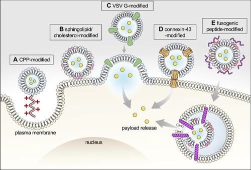 Figure 2 Graphical illustration of approaches to enhance intracellular payload delivery. Cell uptake of exosomes is mediated by several means, including endocytosis, phagocytosis, and direct fusion with plasma membrane. Intracellular payload delivery can be enhanced by several approaches, including: (A) modifying exosomes with cell-penetrating peptides (eg, arginine-rich peptide) to stimulate cell micropinocytosis; Promoting exosome-cell fusion by (B) increasing membrane rigidity of exosome via enriched sphingolipid and cholesterol;Citation67 or by (C) expressing VSV-G on exosome to aid membrane fusion.Citation107 (D) Exosomes expressing connexin-43 that forms hexametric channels to allow exosome to dock to gap junction pore on plasma membrane and, therefore, enable direct cytoplasmic transfer of cargo.Citation108 In addition, (E) integrating fusogenic peptide (eg, GALA peptide) facilitates exosome escape of payload before lysosomal degradation.Citation109