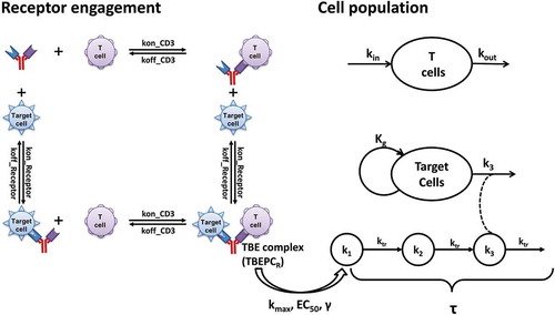 Figure 1. The structure of the TBE complex-based cell killing model, describing T cell redirecting bispecific agent (bsAb)-induced redirection of effector cells (T cells) for the elimination of target cells.