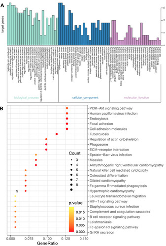 Figure 9 The GO and KEGG enrichment analysis for the genes in cluster 4 obtained based the MCODE method. (A) The biological processes and (B) KEGG pathways for genes in cluster 4.