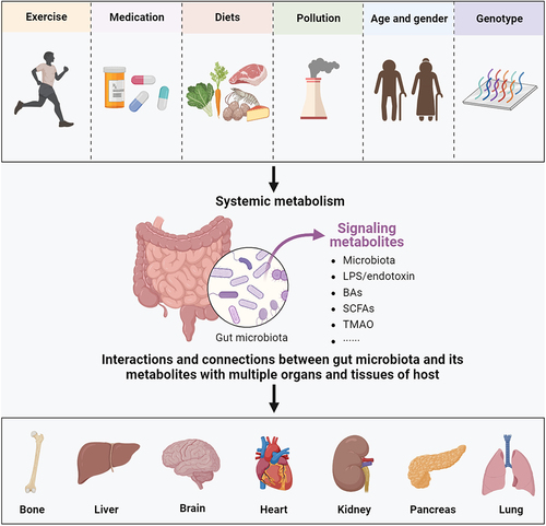 Figure 1. Interactions and connections between the gut microbiota and its metabolites with multiple organs and tissues of host. Several factors, such as exercise, medication, diets, pollution, age and gender, genotype and so on, might affect the gut microbiota and its metabolites of population, and then cause corresponding changes to the bone, liver, brain, heart, kidney, pancreas, lung, and other organs of the host via a variety of regulation approaches. LPS, lipopolysaccharide; BAs, bile acids; SCFAs, short chain fatty acids; TMAO, trimetlylamine oxide.