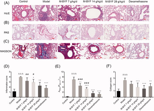 Figure 5. M-BYF alleviated airway inflammation, mucus hypersecretion and collagen deposition in OVA-induced asthmatic mice. (A) The infiltration of inflammatory cells into the lungs was measured by H&E staining. Scale bar: 50 µm. (D) The inflammatory changes were expressed as inflammation score. (B) Airway mucus secretion was detected by PAS staining. Scale bar: 50 µm. (E) Degree of mucus secretion was calculated by dividing PAS-stained positive area (μm2) in the bronchus (APAS+) by the perimeter (μm) of the basement membrane (Pbm). (C) Airway collagen deposition was evaluated by Masson’s trichrome staining. Scale bar: 50 µm. (F) The extent of collagen deposition was expressed as collagen score. Three non-consecutive sections from each animal were averaged and compared among experimental groups. n = 8 in each group. Data are represented as mean ± S.E.M. (ΔΔΔp < 0.001 compared with the Control group; ***p < 0.001, **p < 0.01 and *p < 0.05 compared with the Model group; ###p < 0.001, ##p < 0.01 and #p < 0.05 compared with the dexamethasone treated group.)