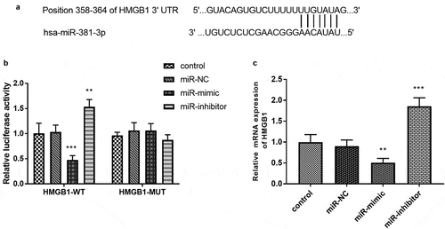 Figure 5. (a) The complementary sites between miR-381-3p and HMGB1. (b) The establishment of luciferase results. (c) overexpression of miR-381-3p restricted the mRNA expression of HMGB1, which was facilitated by the absence of miR-381-3p. ***P < 0.001, **P < 0.01