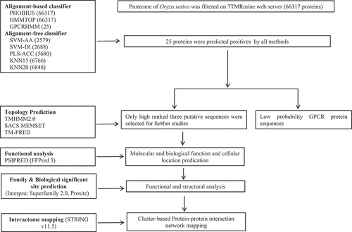 Figure 1. Flowchart detailing the computational analysis of candidate GPCRLPs in rice.