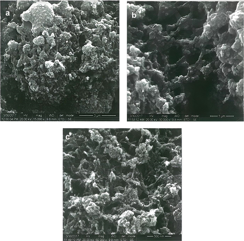 Figure 2. HR SEM images for CS-TPP nanoparticles without drug (a) 3µm (b) 1µm (c) 500nm.