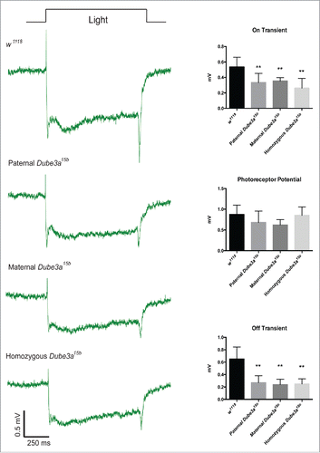 Figure 3. Heterozygous Dube3a15b flies have reduced on/off transients in the ERG signal independent of parent of inheritance. Control w1118 flies (n = 12) display robust on/off transients that are significantly reduced in paternal (n = 6), maternal (n = 7), and homozygous Dube3a15b (n = 11) flies (On Transient, P < 0.0001; Off transient, P < 0.0001). Note that the Dube3a15b mutation does not impair photoreceptor potentials. Data are presented as means with standard error.