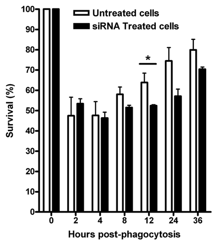 Figure 4. siRNA silencing of VAMP3 expression does not affect B. melitensis replication and survival in J774.A1 macrophages. J774.A1 cells transfected with three different siRNAs designed to silence mouse VAMP3 were infected with B. melitensis at a MOI of 50:1. The CFU counts, expressed as survival %, were determined at different intervals during a period of 36 h. Viable intracellular bacteria were determined by the gentamicin protection assay. Time zero represents total CFU counts previous to gentamicin treatment. The graph shows the mean of CFU counts from three independent experiments. *At this time point, a significant difference (p ≤ 0.05) was determined.