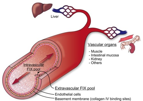 Figure 2 Cross section of blood vessel indicating location of extravascular FIX pool.