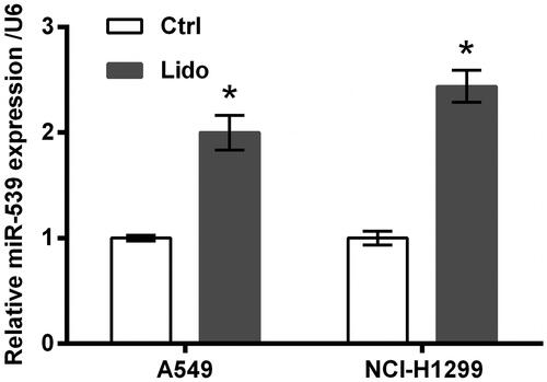 Figure 3. Lidocaine up-regulated the expression of miR-539. A549 and NCI-H1299 cells were treated by 8 mM lidocaine for 24 h. The expression of miR-539 was tested using qRT-PCR. *indicates p < .05 vs. control (Ctrl) group.