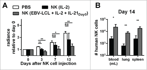Figure 6. Expansion of NK cells using the optimized protocol (IL-21 day0, IL-2 and irradiated EBV-LCL) results in NK cells with better in vivo persistence and antitumor activity compared to IL-2-expanded NK cells. (A) Mice-bearing SK-MEL-28 cells expressing luciferase either received intravenous (i.v.) PBS (white bars) or human NK cells. The injected NK cells were previously expanded ex vivo for 14 d, either with IL-2 (black bars) or with IL-2, irradiated EBV-LCL and IL-21 supplemented at day 0 (gray bars). In total, three independent NK cell donors were used in different experiments and the bioluminescence (radiance) of each mouse at day 3, 7, and 13 was measured and analyzed relative to the bioluminescence at day 0. For each donor, 2–8 mice were used per group, the mean and standard deviation of all donors are shown at different time points. (B) Tumor-bearing mice were treated as described in A and human NK cells were re-isolated from blood, lungs, and spleen of the mice 14 d after NK cell injection. NK cells were enumerated using flow cytometry and mean and standard deviation of NK cell numbers are shown for one representative donor using four mice per group. Statistical significance was tested by Student's t-test in all experiments.