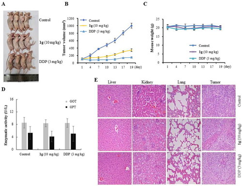 Figure 5. Anti-tumour efficacy of 1g in CNE-2Z cell xenograft in nude mice (n = 4). (a) Representative tumours from each treatment group. (b) Tumour volume of each treatment group. (c) Body weight changes of nude mice. (d) The GPT and GOT of blood serum samples were determined by assay kit and the GPT and GOT activities are expressed as U/L. (e) H&E stained sections of the liver, kidney, lung, and tumour from the mice after treated with saline, DDP (3 mg/kg) and 1g (10 mg/kg).
