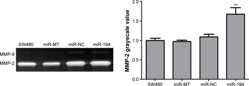 Figure 6 MiR-194 increased the gelatin-degrading activity of MMP-2.