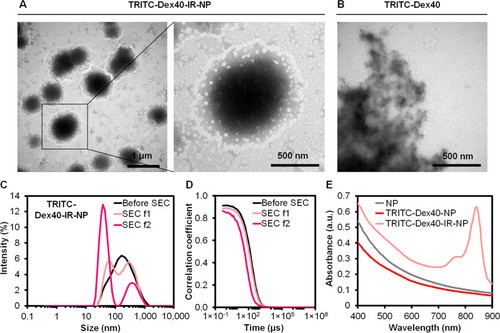 Figure 6 TEM images of (A) TRITC-Dex40-IR-NP, (B) TRITC-Dex40, (C) Intensity-weighted hydrodynamic size distribution, (D) Correlograms of TRITC-Dex40-IR-NP before and after SEC, and (E) Absorption spectra of NP, TRITC-Dex40-NP, and TRITC-Dex40-IR-NP. SEC f1 and SEC f2 are the first and second fractions eluted from SEC, respectively. The scale bars are displayed on each image.