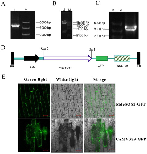 Figure 7. Step verifications of MdeSOS1-GFP construction. (A) The amplification of MdeSOS1 cDNA is shown in line 1; (B) The verification of MdeSOS1-GFP by double enzyme restriction is shown in line 2; (C) Colony PCR of MdeSOS1-GFP is shown in line 3; (D) Model of the constructed vector; (E) The subcellular localization of MdeSOS1-GFP and 35S-GFP. M represents the DNA marker. Bar=100 μm.
