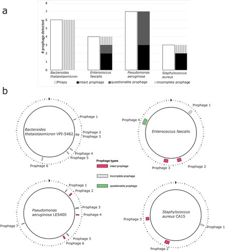 Figure 2. (a) A comparison of the number of putative prophages found by Phispy and PHAST. (B) Putative prophage in bacterial genomes calculated with PHAST. Each prophage’s length, genomic position, and most closely related phage are listed in Supplementary Table S3.