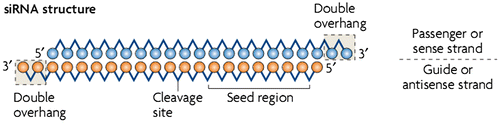 Figure 2. Pictorial representation of naked siRNA structure with its important feature of 7 bp seed region, its cleavage site at position between 10 and 11 plus its two double overhang nucleotide at 3′ end. The passenger strand and the guide strand are represented in blue and orange, respectively.