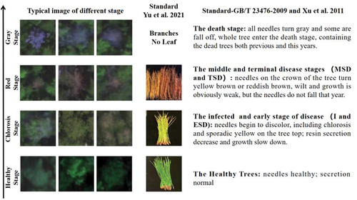 Figure 3. Typical images of different PWD infection stages and corresponding categorized standards of each stage in this study.