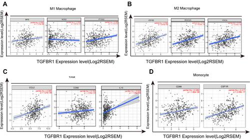 Figure 9 Correlation analysis between TGFBR1 expression and immunological marker set in STAD. (A) Scatterplots of correlations between TGFBR1 expression and gene markers of M1 macrophages in STAD. (B) Scatterplots of correlations between TGFBR1 expression and gene markers of M2 macrophages in STAD. (C) Scatterplots of correlations between TGFBR1 expression and gene markers of TAMs in STAD. (D) Scatterplots of correlations between TGFBR1 expression and gene markers of monocytes in STAD.