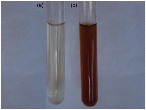 Figure 1. (Colour online) Comparative optical photographs denoting the colour change of the plant extract. (a) Aqueous leaf extract of P. maderaspatensis (control) and (b) aqueous leaf extract of P. maderaspatensis treated with 1 mM AgNO3 observed within 30 min of incubation time.