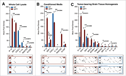 Figure 2. Gal-1-deficient GL26 glioma cells upregulate cytokine expression. (A–C) Relative expression values of detectable cytokines in GL26 whole cell lysate (A), GL26 conditioned media (B), and brain tissue homogenate containing GL26 gliomas 72 h post-engraftment (C). Red bars indicate GL26-gal1i cells, blue bars indicate GL26-NT cells. Numbers associated with each NT/gal1i bar graph pair correspond to the raw cytokine array data shown below. Error bars in panels A and B correspond to two technical replicates (n = 2). Error bars associated with the data in panel C correspond to two biological replicates (n = 2) of each tumor type. Positive control spots for each array are shown in the upper-left, upper-right, and lower-left corners. Negative control spots are at the lower-right corner of each array. The positive control spots in the arrays associated with panels A and B are overexposed and appear red. Statistical analysis was performed by unpaired, two-tailed student's t-tests. Associated p values are shown above each cytokine.