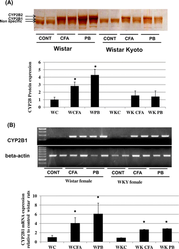 Fig. 3. Effect of CFA and on CYP2B protein levels and mRNA expression in female Wistar and Wistar Kyoto rats.Notes: Female Wistar or Wistar Kyoto rats were treated with 300 mg/kg CFA for 3 days or 80 mg/kg PB i.p. 24 h prior to sacrifice with CO2. (A) CYP2B protein expression. Microsomal protein (12 μg/lane) was applied to 10% SDS-PAGE, transblotted onto nitrocellulose membranes, and reacted with CYP2B antibodies as described in the Materials and Methods. Data are presented in columns representing Mean + SD (n = 5). *Significantly higer than Wistar rats p < 0.05 (B) CYP2B mRNA expression. Semi-quantitative PCR was performed to estimate the expression level of CYP2B mRNA in both rat strains. Total RNA was isolated and RT-PCR was performed as described in the Materials and Methods. cDNA samples were amplified in PCR tubes using 25 cycles for β-actin mRNA (lower panel), and 30 cycles for CYP2B1 mRNA amplification (upper panel). CYP2B1 mRNA upper panel was normalized to its corresponding G3PDH mRNA bands and then calculated relative to the mean values in Wistar rats. Data are presented in columns representing Mean + SD (n = 5). *Significantly higher than Wistar rats p < 0.05.