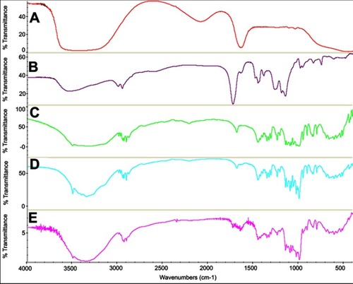 Figure 3 FTIR spectra of (A) Insulin, (B) Nanogels, (C) Trehalose, (D) Lyophilized blank formulation, and (E) Lyophilized InF12-Tre2.