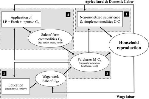 Figure 3. Four components of household reproduction in rural Toledo. (1) Non-monetized subsistence activities include domestic labour and household production of milpa, livestock, and forestry products. Prior to capitalism, some of these products entered trade within the local-regional economy, i.e. simple commodity-commodity exchange (C-C). (2) Today, purchases with money (M-CY), especially on education, healthcare, food, and transportation, command an increasing importance within household reproduction. To obtain money, households have essentially two options: (3) sell labour power commodity (CLP), whose renumeration improves with higher education; or (4) combine labour power, land, and purchased inputs to manufacture and sell farm commodities (CX). In effect, the household economy is re-formed to the capitalist circuit of reproduction of labour power, C-M-C. The general tendency is the diminishing importance of (1), and differentiation of households according to pathways (2–4).