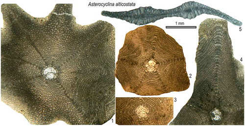 Figure 18. Equatorial and axial sections of A. alticostata ex. interc. alticostata-cuvillieri (2–5) and A. alticostata ex. interc. cuvillieri-alticostata (1) from the Fulra Limestone. 1: FUL13–9, 2: FUL12–11, 3: FUL12–5, 4: FUL6–24, 5: FUL6–30.