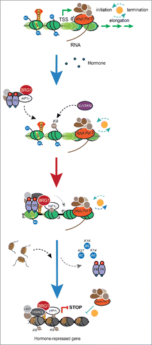 Figure 1. Model of gene repression induced by progestins in breast cancer cells. At uninduced conditions, genes are active with RNA pol II and an open chromatin configuration characterized by the presence of the pioneer factor FOXA1 and acetylated histones. Upon hormone exposure, activated PR along with the HP1γ–LSD1.com complex interacts with the ATPase BRG1 and promotes histone deacetylation, demethylation, and chromatin remodeling via BRG1, which increase nucleosome positioning and occupancy. This arrangement of nucleosomes constitutes a suitable platform for histone H1.2 binding, and thus close the target chromatin decreasing RNApol II loading and transcription.
