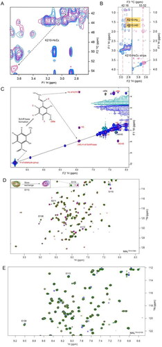 Figure 4. Intermolecular interactions between MALTIR and o-vanillin. (A) The overlay of a section of 2D projected (1H–13C) spectrum of the 3D-13C-HSQC-NOESY (aliphatic region) that shows ligand-free protein (blue) and protein: ligand at 1:20 molar ratio (pink). In the presence of o-vanillin, the K210-HɛCɛ peak is shifted downfield, as indicated with the dotted arrow. (B) The overlay of the 3D-13C-HSQC-NOESY strips of K210-HɛCɛ that shows ligand-free protein (blue) and protein: ligand at 1:20 molar ratio (pink). The strip for 13C (42.18 ppm) corresponds to the ligand-free state (left), and the strip for 13C (53.52 ppm) corresponds to the shifted peak that appears in the presence of o-vanillin (right). (C) Isotope-filtered 1H–1H NOESY spectrum. The blue coloured positive peaks provide NOE correlations between ligand protons and all protons (ligand and protein) and are labelled in red. The light green-coloured negative peaks provide NOE correlations between ligand protons only and are labelled in black. (D) The overlay of a section of the 1H-15N-HSQC spectrum of MALTIR-K158A (green), at protein: ligand molar ratios 1:1 (red) and 1:20 (blue). Several residues of MALTIR-K158A show slow exchange in the presence of o-vanillin (analogous to MALTIR), with arrows indicating the directions in which new peaks appear for each resonance. The inset shows an enlarged view of slow exchange for S113. (E) The overlay of the 1H-15N-HSQC spectrum, recorded for ligand-free MALTIR-K210A and in the presence of o-vanillin (same protein: ligand molar ratios and colour scheme as in panel D). The residues are not perturbed by o-vanillin for this mutant; S113, the most perturbed residue for MALTIR and MALTIR-K158A, is labelled as an example.