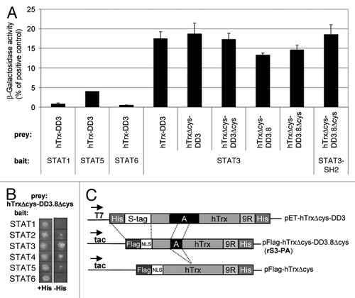 Figure 1. Structure and binding specificity of recombinant peptide aptamer rS3-PA. (A) YTH interaction analysis of the peptide aptamer rS3-PA with members of the STAT family. Yeast cells (Y187) were co-transformed with bait and prey constructs. Interaction of these proteins was quantified in standard β galactosidase assays (displayed in Miller Units). (B) Interaction of bait and prey fusion proteins described in (A) also results in the growth of colonies on plates lacking histidine. (C) Schematic presentation of peptide aptamer DD3 40 amino acids (A) inserted into the hTrx scaffold (upper construct). Modifications performed to generate pFlag-hTrxΔcys-DD3.8Δcys encoding rS3-PA are shown (middle construct). rS3-PA encodes a 20mer peptide fragment of DD3 devoid of cysteines. The peptide aptamer present in rS3-PA corresponds to the sequence N-VRH SAL HMA VGP LSW PAR VS-C. The bait used to select this peptide aptamer comprises the STAT3 sequence 655 to 755.Citation21 Secondary structure prediction programs from the Expasy website (e.g., Porter, NtSurfP, JPred) were used and a comparison of the results suggests that the 20 amino acid peptide aptamer sequence consists largely of a α-helical structure in its N-terminal region and a coiled-coil structure in its C-terminal region. The prediction for the 655–755 amino acid sequence of STAT3 suggests that it is largely composed of a coiled-coil domain with a possible α-helical insert at position 76–84. The pFlag-hTrxΔcys control construct was generated by Rsr II digestion removing the aptamer sequences (lower line). NLS, nuclear localization signal; 9R, nine arginine PTD.