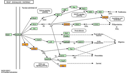 Figure 7 KEGG pathway annotations within the vascular endothelial growth factor (VEGF) signaling pathway.