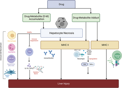 Figure 3. Simplified diagrammatic representation of the causation and implications of MHC class I and II cells in immune-mediated DILI. The necrosis of hepatocytes might be directly induced by accumulation of toxic drug metabolites. Damage associated molecular patterns (DAMPs) recruit natural killer and Kupffer cells. Hapten-like drug-protein adducts bind with MHC II cells and this leads to upregulation of transcription factors such as FAS and TNF-α that initiate a further immune cascade increasing the severity of hepatocyte damage.