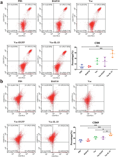 Figure 2. MSC vaccine increases the number of CD8+T cells and activates them. (a, b) Splenocytes were isolated from different groups. The expression of CD3, CD8 and CD69 in splenic lymphocytes of mice in different groups was determined by flow cytometry. (c) Immunohistochemical analysis of CD8 in tumor tissues. (n = 3; *P  <  .05, **P  <  .01).