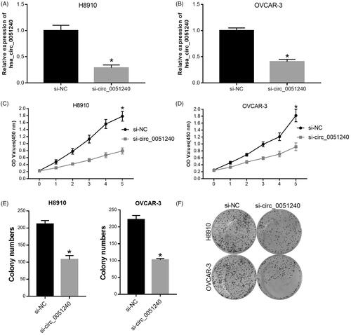 Figure 3. Silence of hsa_circ_0051240 inhibits OC cell proliferation. H8910 and OVCAR-3 cells were transfected with negative control (si-NC) and hsa_circ_0051240 siRNAs (si-circ_0051240), respectively. (A, B) qRT-PCR assay was performed to evaluate hsa_circ_0051240 expression (*p < .05). (C, D) CCK-8 assay was performed to measure the proliferation abilities of H8910 and OVCAR-3 cells (*p < .05). (E, F) Clone formation assay was used to detect the colony-formation abilities of H8910 and OVCAR-3 cells (*p < .05).