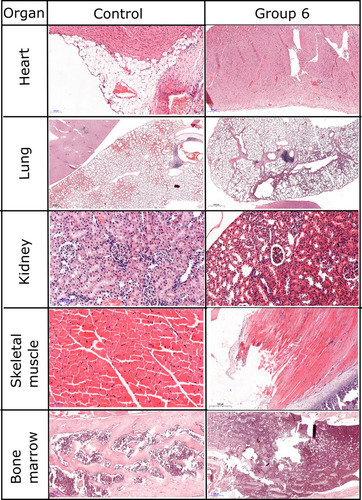 Figure 6 Histopathological evaluation of inflammatory response.