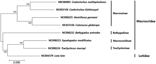 Figure 1. Phylogenetic tree of Coelorinchus multispinulosus in family Macrouridae. Phylogenetic tree of C. multispinulosus complete genome was constructed using MEGA7 software with Minimum Evolution (ME) algorithm with 1000 bootstrap replications. GenBank Accession numbers were shown followed by each species scientific name.