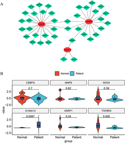 Figure 8 Transcription Factor (TF)-mRNA Network Based on AMI Key Genes. (A) The network, comprised of 42 nodes (39 transcription factors and 3 key genes) and 45 edges, shows the regulatory relationships of key genes. MMP9 is regulated by 22 transcription factors, TGFBR3 by 17 transcription factors, and S100A12 by three transcription factors (FOS, STAT3, and CEBPG). This diagram illustrates the complex interplay of these factors in the pathogenesis of AMI. (B) The expression of each of the three key genes and core transcription factors was validated by qPCR.