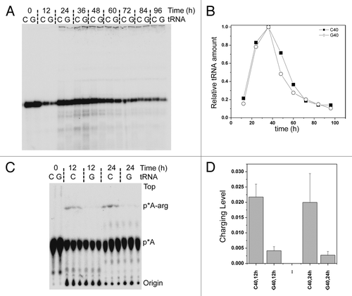 Figure 5. Stability and charging level of tRNAArg(ACG) isodecoder pair in vivo. (A) tRNA transcripts 32P-labeled at the terminal A76 were transfected into HeLa cells. Total RNA was isolated at designated time points, and equal amount of total RNA was loaded in each lane. tRNAArg(ACG) from the reference genome has C40 and is indicated as C lanes; the new isodecoder has G40 and is indicated as G lanes. (B) Quantitative analysis of the 32P-labeled tRNA bands in panel A. Data are normalized to the 36 h time point where it has the highest level of radioactivity. (C) tRNA transcripts 32P-labeled at the terminal A76 were transfected into HeLa cells. Total RNA under acidic conditions was isolated at designated time points. Equal amount of total RNA was digested with nuclease P1 and run on TLC. Different charging level of tRNA isodecoders at different time points analyzed by TLC. Free and acylated tRNA are indicated on the right side. (D) Quantitative analysis of the p*A and p*A-arg spots in panel A. The y-axis corresponds to the % of p*A-arg spot over p*A+p*A-arg signals.