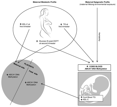 Figure 6. Maternal and fetal metabolic variables associated with placental and cord blood ABCA1 DNA methylation variations. Maternal (glucose 2 h post-OGTT and HDL-C levels) and fetal metabolic profile (cord blood triglyceride levels) are respectively associated with ABCA1 DNA methylation levels in the maternal and fetal side of the placenta. Higher maternal glucose 2 h post-OGTT and triglyceride levels are associated with lower cord blood ABCA1 DNA methylation levels, whereas maternal epigenetic profile is positively associated with cord blood ABCA1 DNA methylation.