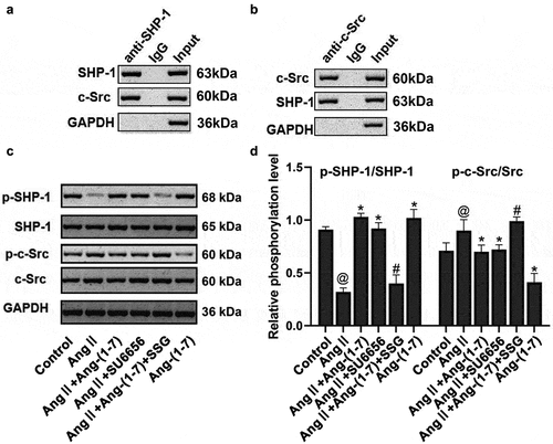 Figure 7. SHP-1 is directly bound to c-Src. (a) Co-IP assay using SHP-1 antibody. (b) Co-IP assay using a c-Src antibody. (c and d) phosphorylation of SHP-1 and c-Src was determined. Ang II could promote c-Src phosphorylation but weaken that of SHP-1. ang-(1-7) antagonized the activation of ang II–induced c-Src through promoting SHP-1 phosphorylation. @ represented the values of p < 0.05 compared with control; * represented the values of p < 0.05 compared with ang II; # represented the values of p < 0.05 compared with Ang II+Ang-(1-7). five SD rat samples per group