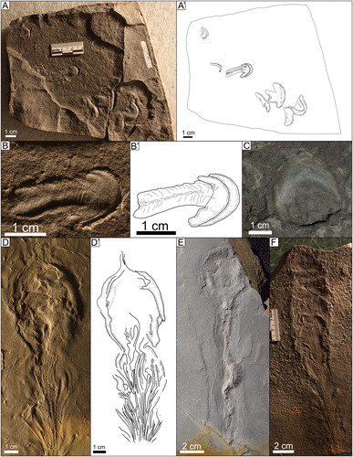 Figure 15. Selenichnites rossendalensis: A) UCM 107 (AMNH 5920) B) Close-up of UCM 107 (AMNH 5920) C) UCM 1612 (MSC uncatalogued) D) NMMNH P-78237) E) UCM 3790 (MSC uncatalogued) F) MSC 27086.
