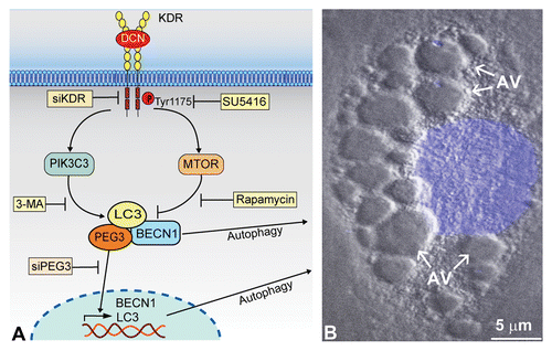 Figure 1. Soluble DCN evokes endothelial cell autophagy. (A) Schematic representation showing how high-affinity interactions between DCN and KDR ectodomain (Ig3–5) trigger a signal cascade simultaneously activating and suppressing PIK3C3 and MTOR, respectively. This DCN-evoked process is blocked by siRNA targeting KDR (siKDR) or by KDR tyrosine kinase-inhibitor SU5416. The rapidly-induced PEG3 physically associates with BECN1 and LC3 for autophagic induction. Moreover, unbound PEG3 presumably undergoes nuclear translocation to transactivate key genetic loci including BECN1 and LC3, and this process is inhibited by siRNA targeting PEG3 (siPEG3). This reinforced network, with PEG3 serving as the primary node, permits DCN to evoke protracted endothelial cell autophagy as the underlying basis for angiostasis. (B) Differential interference contrast microscopy of a mouse microvascular endothelial cell following an 18 h treatment with DCN (200 nM) in nutrient-rich conditions. The nucleus is stained in blue by DAPI. Notice the formation of multiple cytoplasmic autophagic vacuoles (AV).