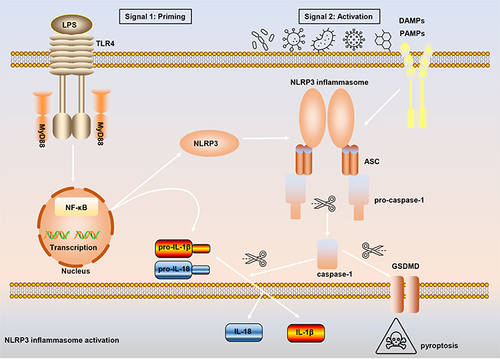 Figure 1 The process of canonical NLRP3 inflammasome activation. The priming signal (signal 1) is provided by microbial components, such as lipopolysaccharide (LPS), leading to the activation of the transcription factor NF-κB and subsequent upregulation of NLRP3, pro-interleukin-1β (pro-IL-1β), and IL-18. The activation signal (signal 2) is provided by a variety of stimuli including extracellular adenosine triphosphate (ATP), nigericin, pore-forming toxins, viruses et al, to induce the assembly of NLRP3-ASC-pro-caspase-1. Pro-caspase-1 then auto-cleaves and activates the precursor proteins pro-IL-1β and pro-IL-18 into mature forms IL-1β and IL-18. Moreover, active caspase-1 also leads to the occurrence of pyroptosis.